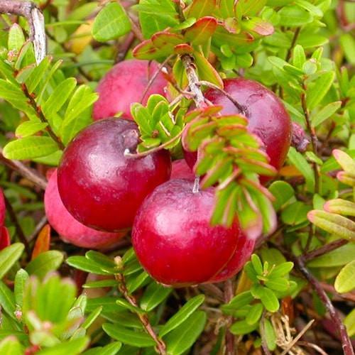 Саджанець Журавлина Ерлі блек ранні терміни дозрівання високоврожайний сорт (177580) Саджанець Журавлина Ерлі блек ранні терміни дозрівання високоврожайний сорт (177580)