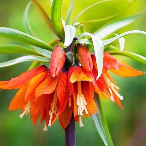 Фритиллярия Florium Imperialis Orange Beauty (12814)