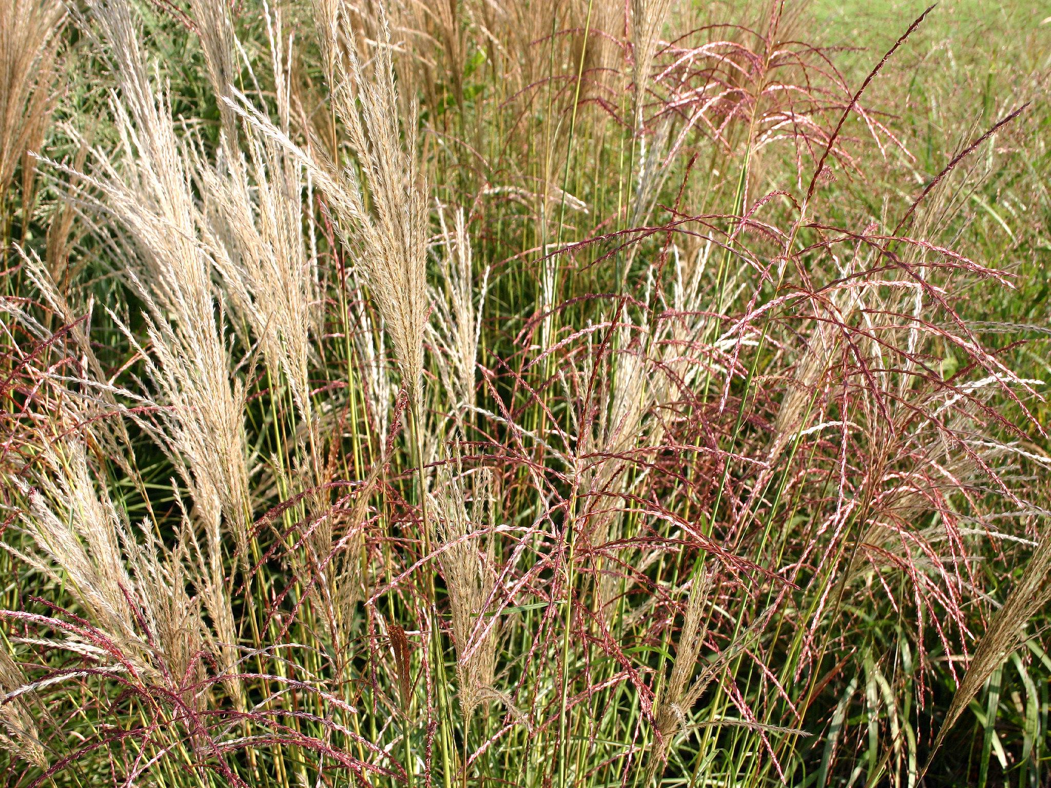 Саженец Мискантус китайский Фернер Остен Miscanthus sinensis Ferner Osten 1 шт.