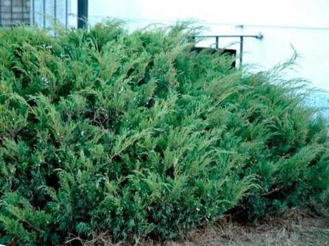 Саджанці ялівцю козацького Blue Danube Juniperus sabina у горщику 2 л Саджанці ялівцю козацького Blue Danube Juniperus sabina у горщику 2 л