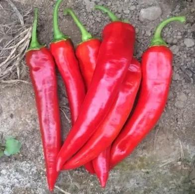 Насіння Перець Гострий Enza Zaden SHAKIRA F1 500 шт. (2289501638.5) Насіння Перець Гострий Enza Zaden SHAKIRA F1 500 шт. (2289501638.5)