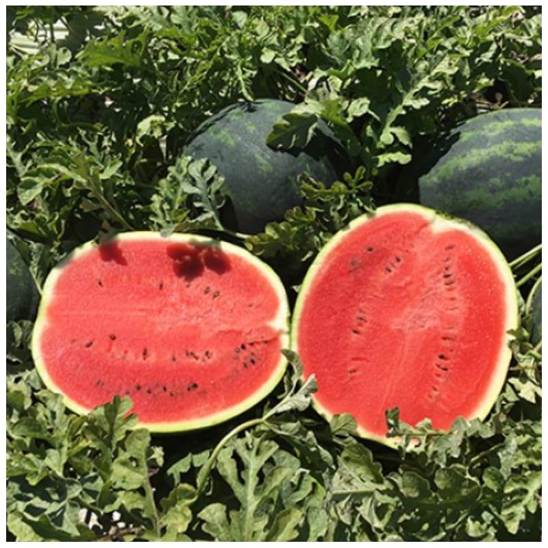 Насіння Кавун Rijk Zwaan LUZITANA F1 1 000 шт. (2289891785.5)