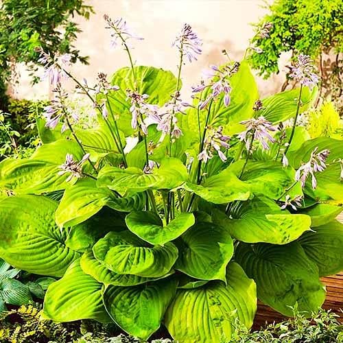 Хоста Florium Sum and Substance (3190)