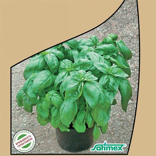 Семена Базилик Florium Изумруд Зеленый (14049) - фото 2 Семена Базилик Florium Изумруд Зеленый (14049) - фото 2