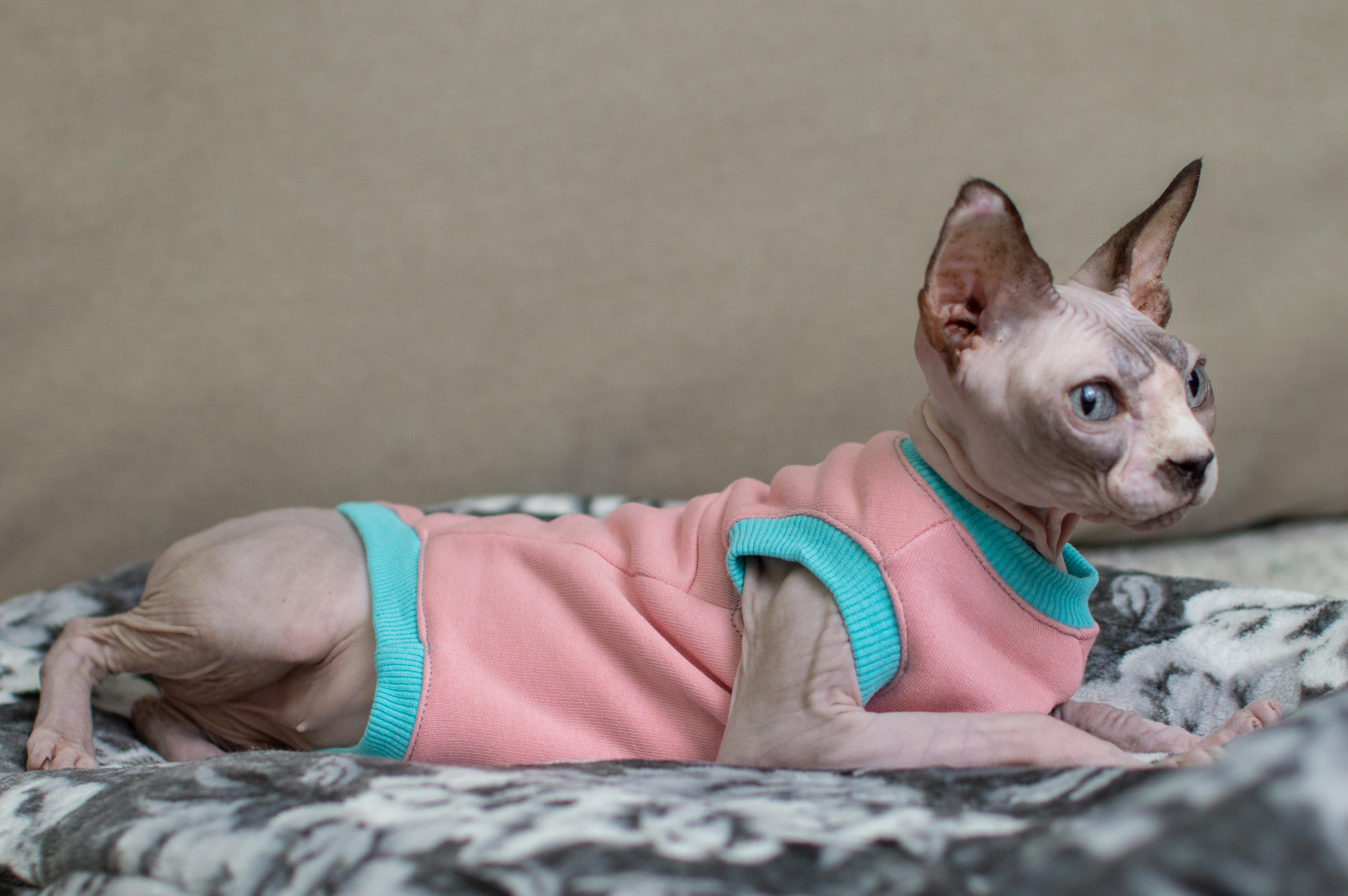 Кофта для котів без рукавів тепла Style Pets CLASSIC XL Pink (418XL) - фото 2