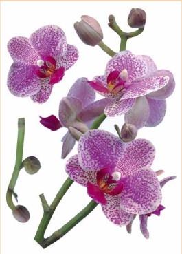 Декоративная наклейка Арт-Декор 33 Орхидеи 50х70 см (2000000535845)