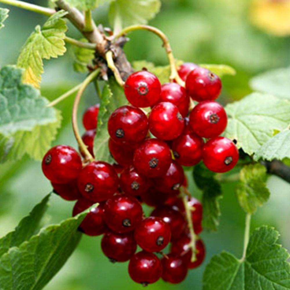 Саджанець смородини Львів'янка (14964950)