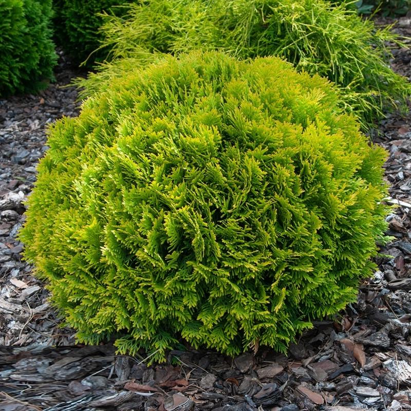 Туя западная Мириам С7,5 (2669487056) - фото 3