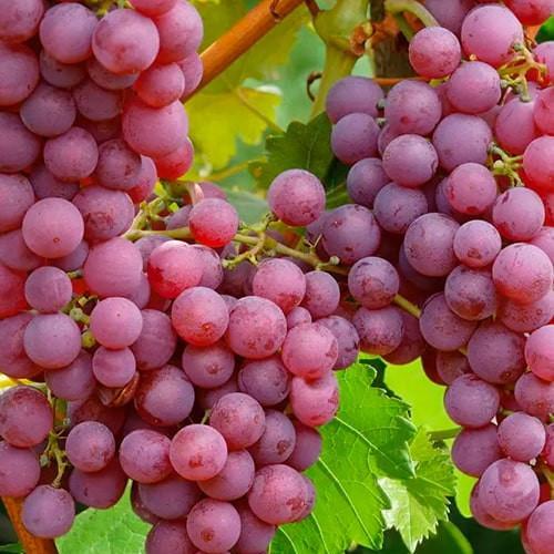 Саджанець Виноград Абу-Хасан ранній термін дозрівання (25532)