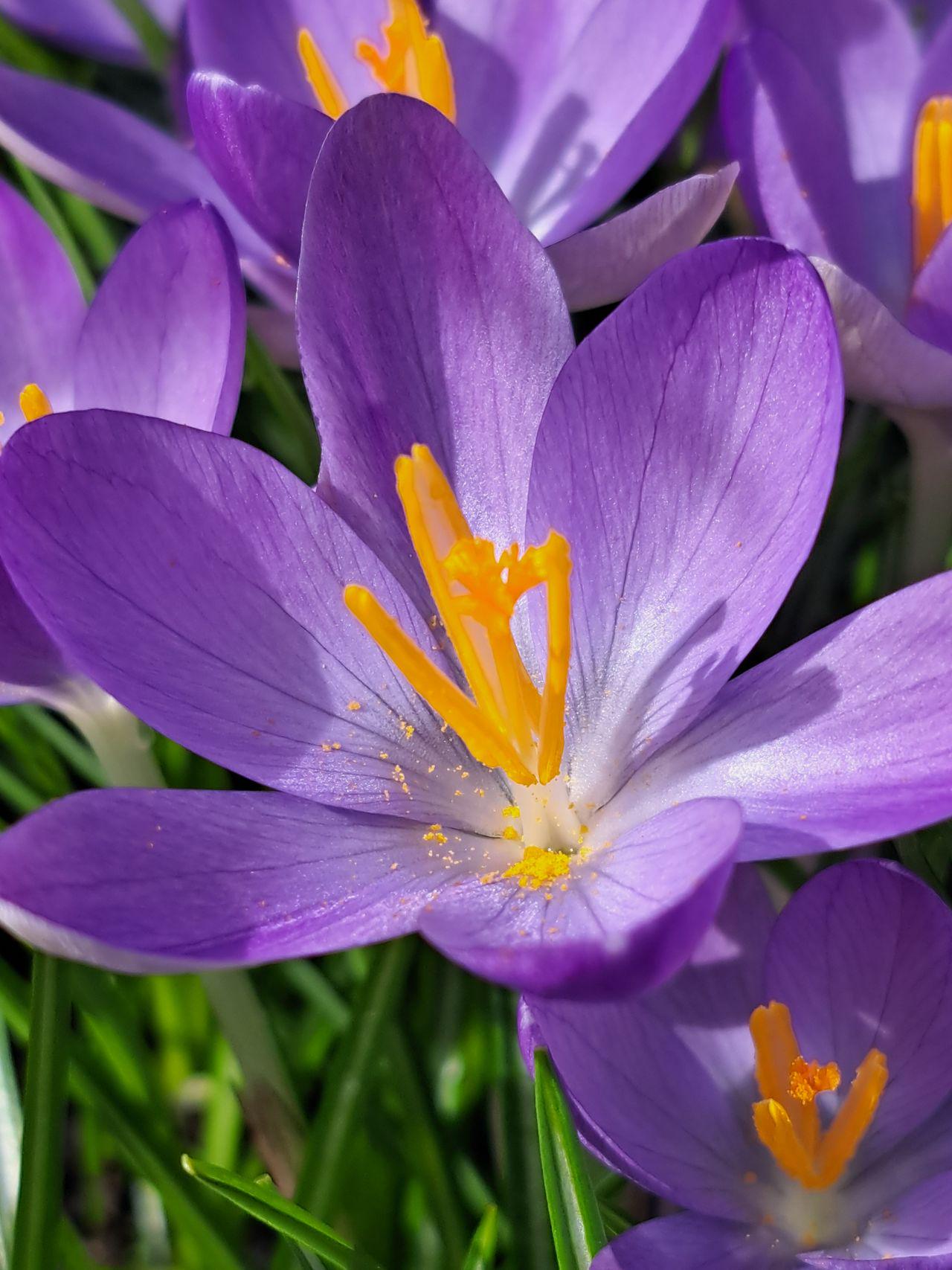 Крокус Flower Record 7/8, 5 шт. (3139762954)