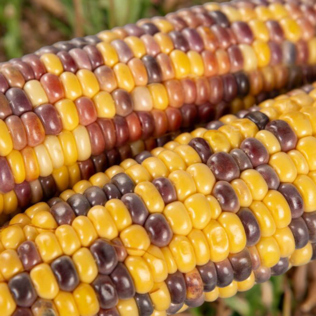 Семена кукурузы Украинский биколор F1 5 шт. (2516766152)