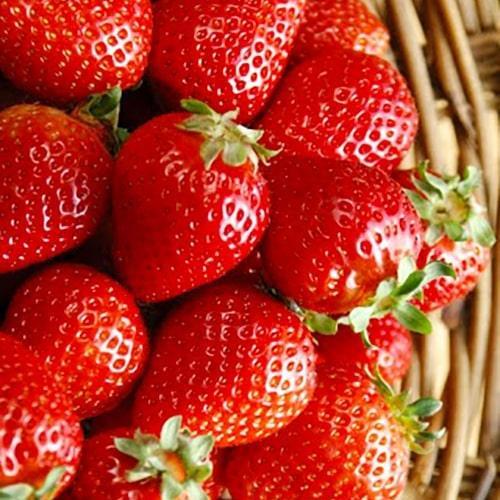 Сажанец Клубника ярко-красная Факел Torch премиальный высокоурожайный сорт раннего срока созревания (51185)