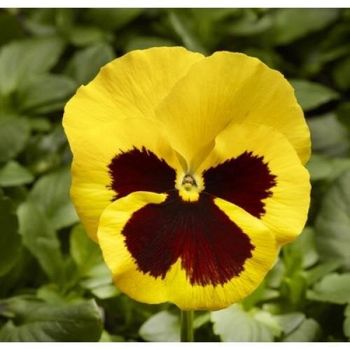 Семена цветов Виола Fino F1 Yellow with Blotch Syngenta 25 шт. (BN08438-4)