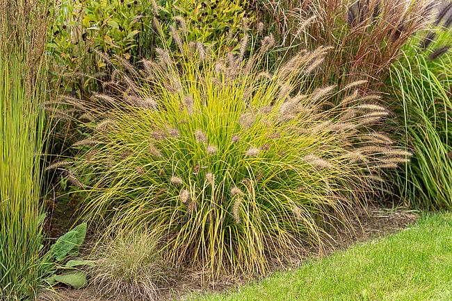 Саженца Pennisetum Hameln Gold С1 (2-70)
