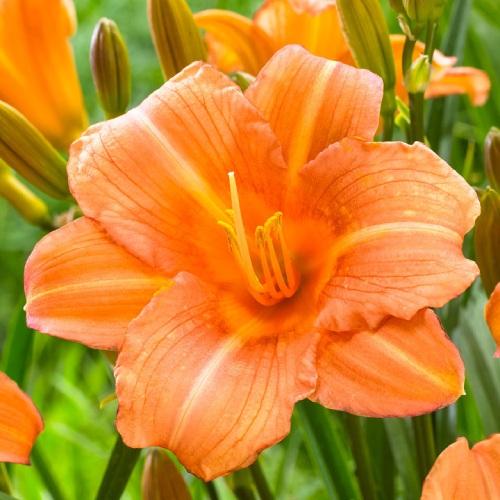 Лилейник Florium EveryDaylily Pink Wing (12927)