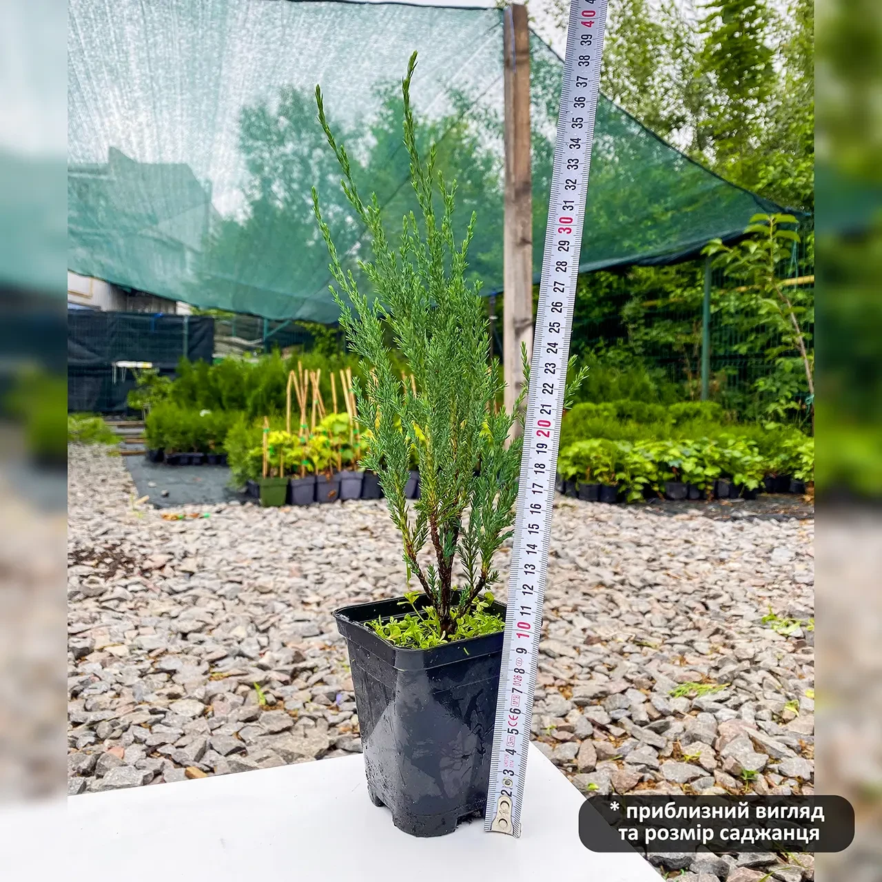 Саджанець ялівцю скельного Juniperus scopulorum Blue Arrow Р9 (645158189) - фото 4 Саджанець ялівцю скельного Juniperus scopulorum Blue Arrow Р9 (645158189) - фото 4