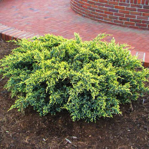 Саджанець ялівцю лускатого Juniperus squamata Dream Joy Р9 (645185500) Саджанець ялівцю лускатого Juniperus squamata Dream Joy Р9 (645185500)