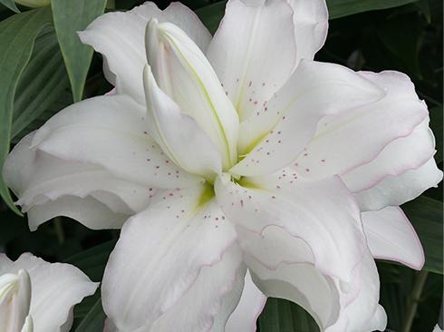 Луковицы цветов Лилия махровая Белоснежный Лотос Lotus Pure 3 шт. (38284512)