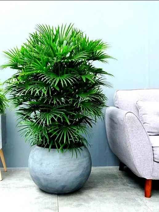 Семена рапис высокий Rhapis excelsa бамбуковая пальма 5 шт. - фото 3 Семена рапис высокий Rhapis excelsa бамбуковая пальма 5 шт. - фото 3