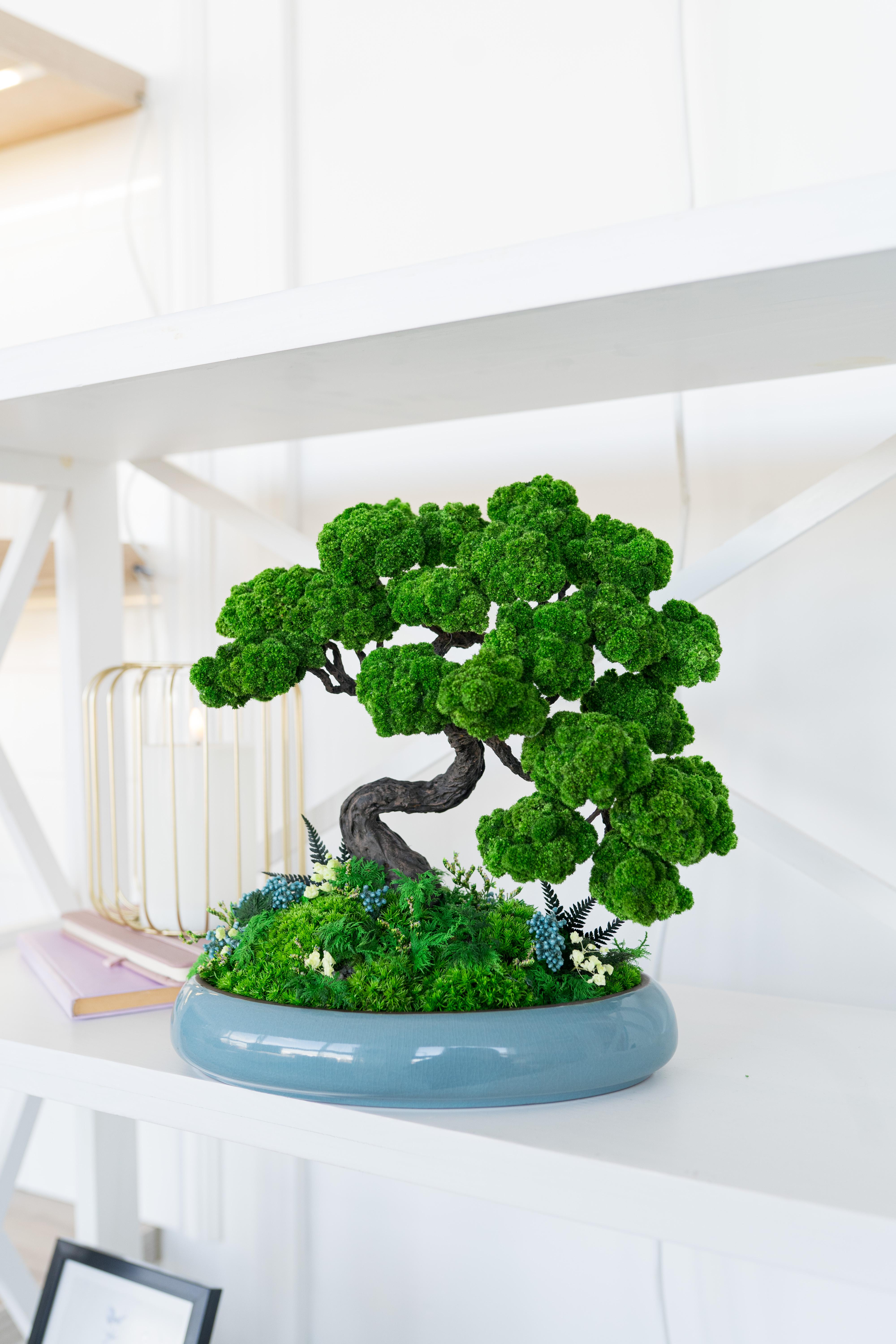 Бонсай стабілізований Шлях спокою 33х30 см