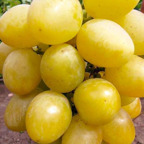 Сажанец Виноград Сенатор селекция Бурдака АВ/ранний/крупный/сладкий (183611)