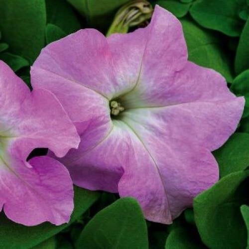 Семена цветов Benary Петуния крупноцветковая SUCCESS! HD Light Pink 10шт. (BN10701-4)