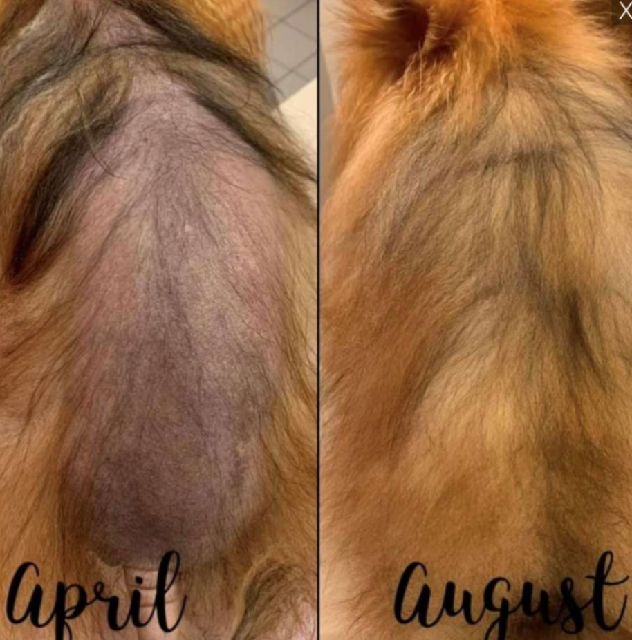 Лосьон успокаивающий для собак DERMagic Skin Rescue при аллергиях/перхоти/зуде/118 мл (27558124) - фото 3