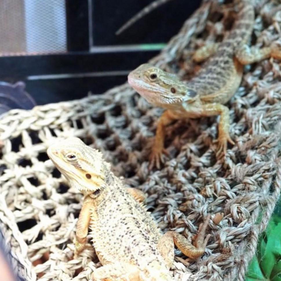 Гамак для террариума Repti-Zoo Hammock XL 60x40x40 см (DC11P) - фото 6 Гамак для террариума Repti-Zoo Hammock XL 60x40x40 см (DC11P) - фото 6