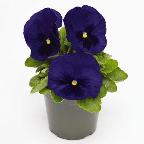 Семена цветов Виола Inspire DeluXXe Deep Blue Blotch Benary 100 шт. (BN06138-3)