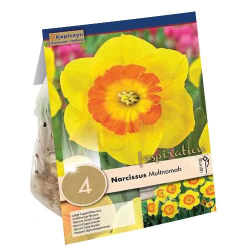 Нарцисс Florium Multinomah брендовые луковицы Kapiteyn (18279)