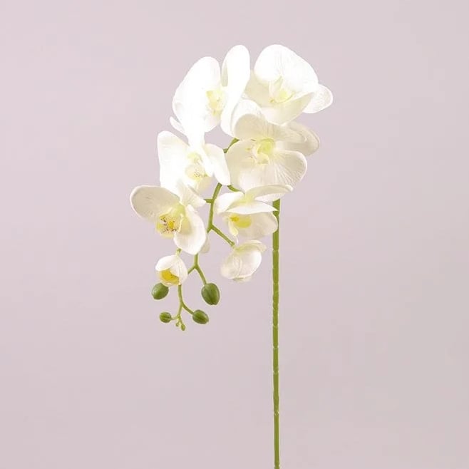 Цветок Фаленопсис Flora Кремовый (72789)