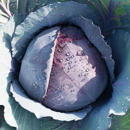 Насіння Капуста Florium Червонокочанна Ауторо F1 (4195) - фото 2 Насіння Капуста Florium Червонокочанна Ауторо F1 (4195) - фото 2