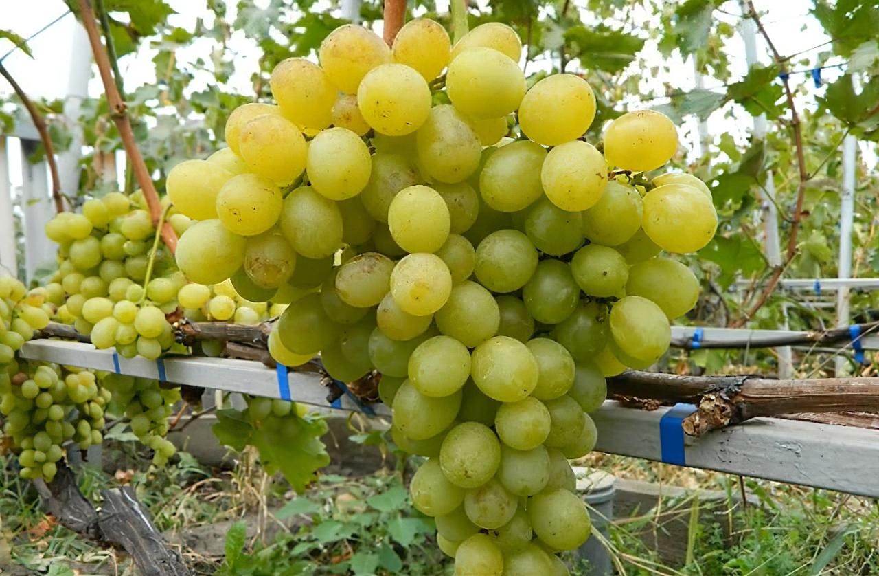 Саджанець Виноград Андрійчик 1 шт. (38294532)