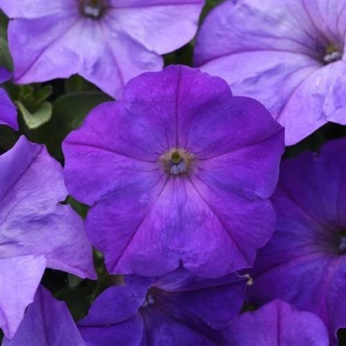 Семена цветов Петуния ампельная EASY WAVE F1 Lavender Sky Blue PanAmerican 100 шт. (BN10087-2)