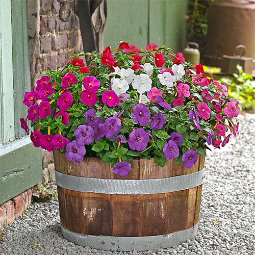 Ахименес Florium Mix (10658)