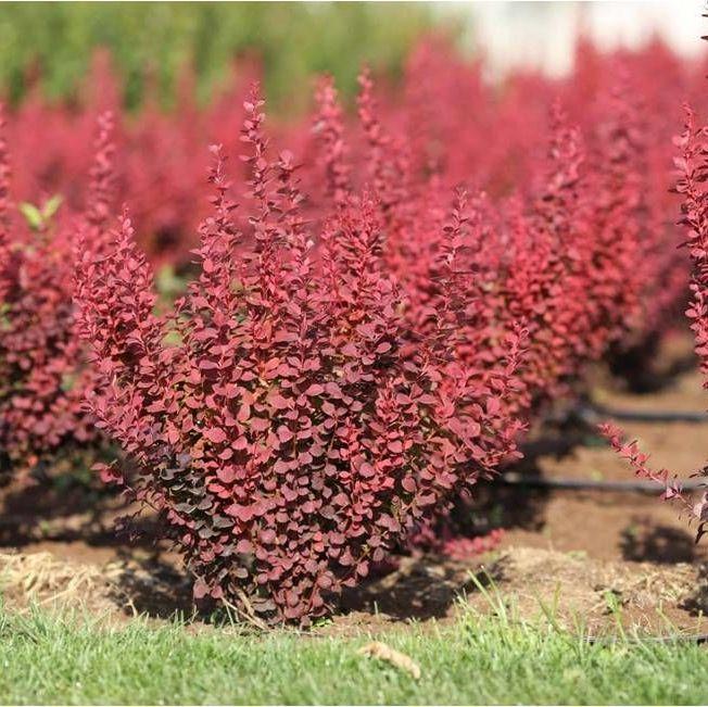 Саженец барбариса Тунберга Orange Rocket Р9 (857129363) - фото 4 Саженец барбариса Тунберга Orange Rocket Р9 (857129363) - фото 4