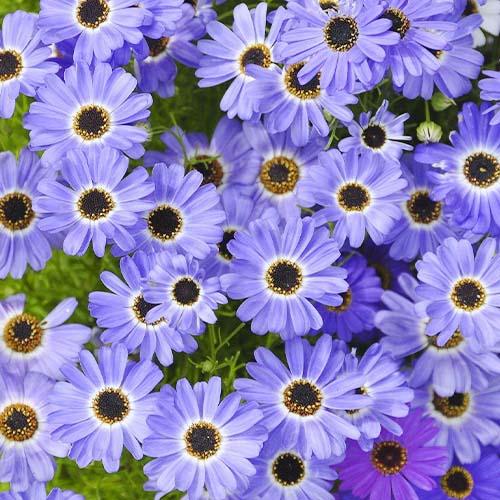 Насіння Брахікома Блакитний вогник Florium Насіння Брахікома Блакитний вогник Florium