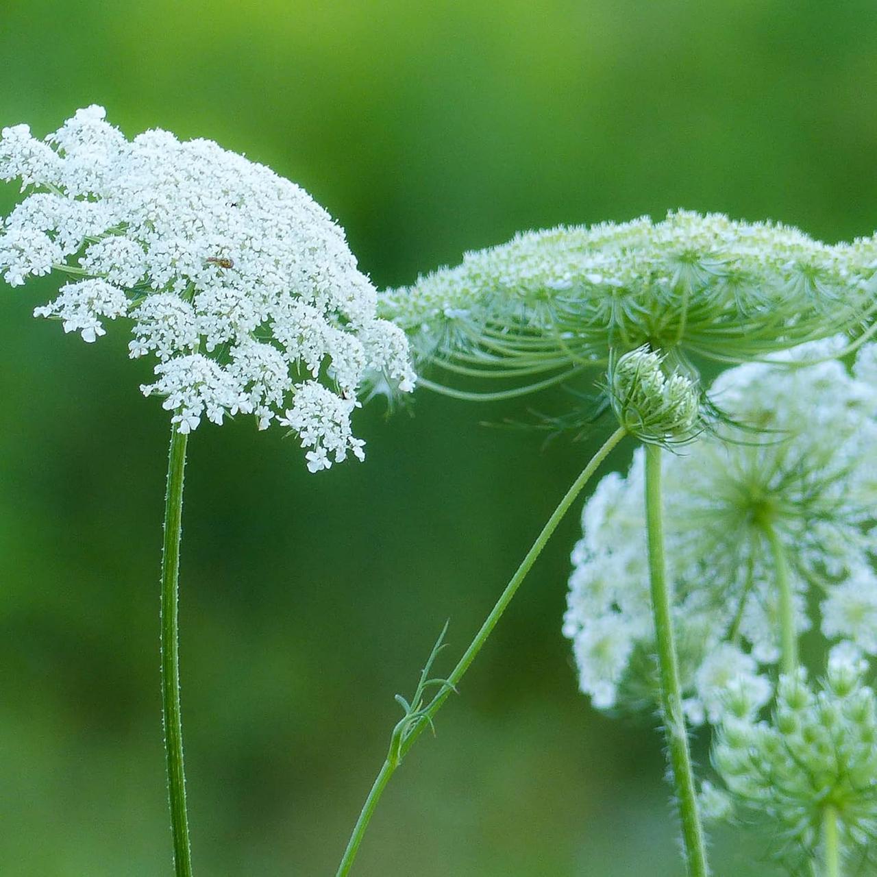 Насіння Морква дика Daucus carota 1 г/уп.