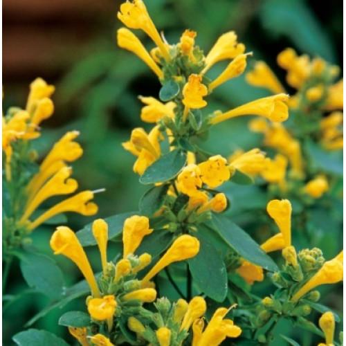 Семена цветов Takii seed Лофант Arizona Sun 250 шт. (BN08668-2)