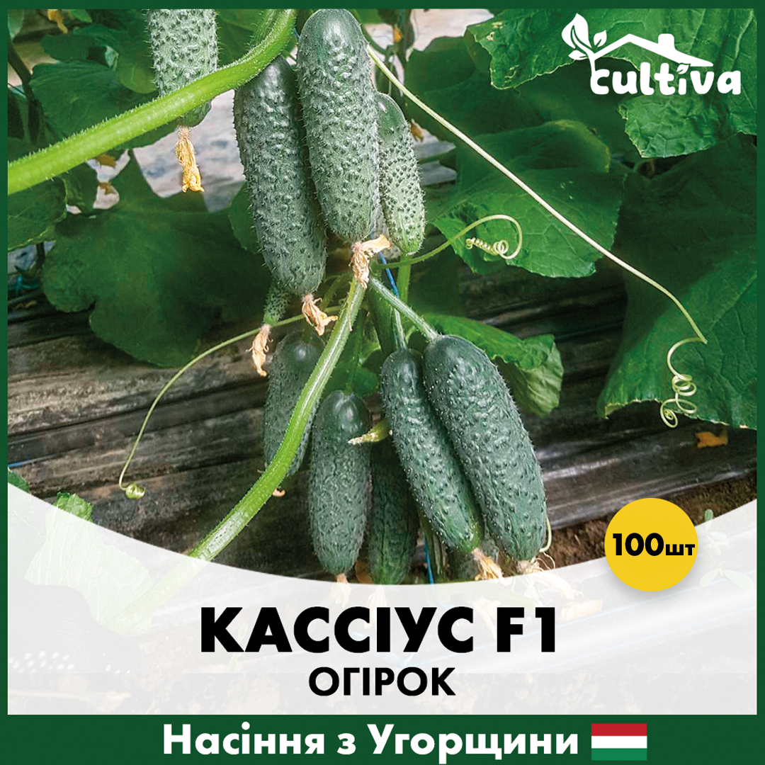Семена огурца ZKI Кассиус 100 шт. (ok-100)