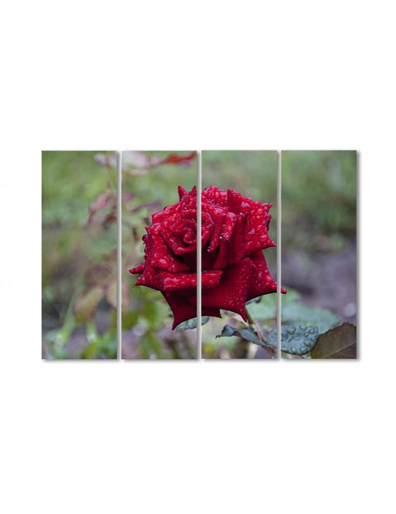 Картина модульная Пурпурная роза в росе 4 модуля 70x105 см (085514cvety_i_rasteniya)