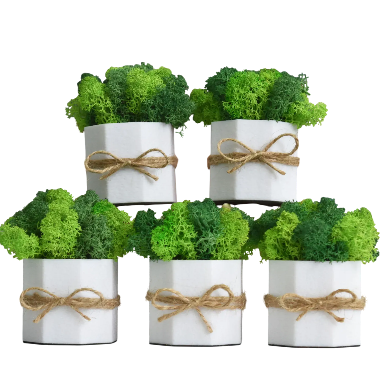 Набор кашпо Jungle со стабилизированным мхом Ягель 5 шт. Белый/Зеленый/Салатовый (NA-B-2)