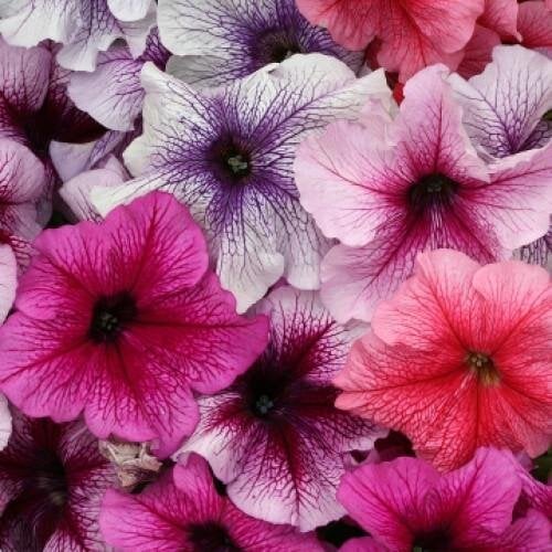Семена цветов Floranova Петуния крупноцветковая Prism Sundae Mix 10 шт. (BN07821-4)