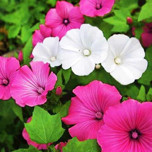 Семена Лаватера Florium Блестящая смесь (6144)