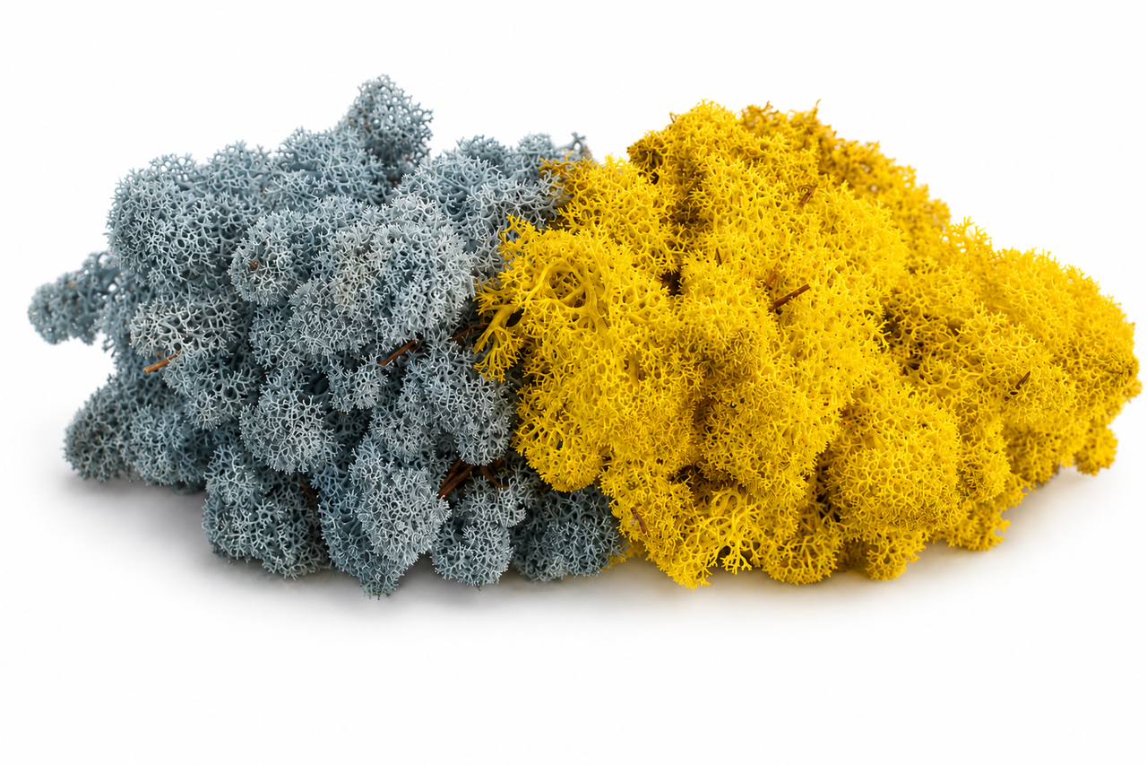 Стабілізований мох ягель для декору Норвегія MIX LEMON №61 50 г/№85/1 50 г Lavender Blue (1795211863)