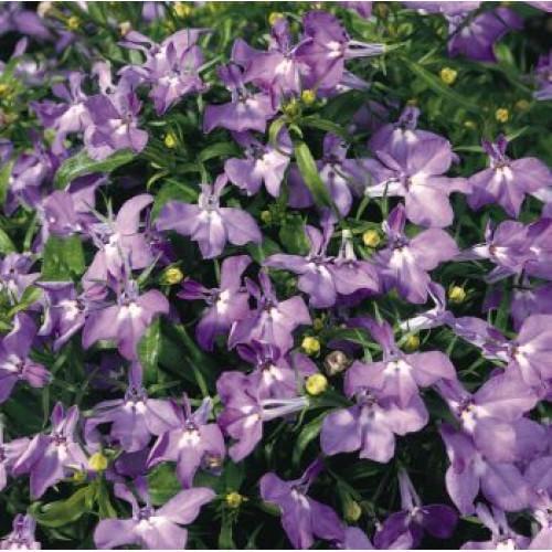 Семена цветов Benary Лобелия черешковая Palace Lilac 2500 шт. (BN01435-2)