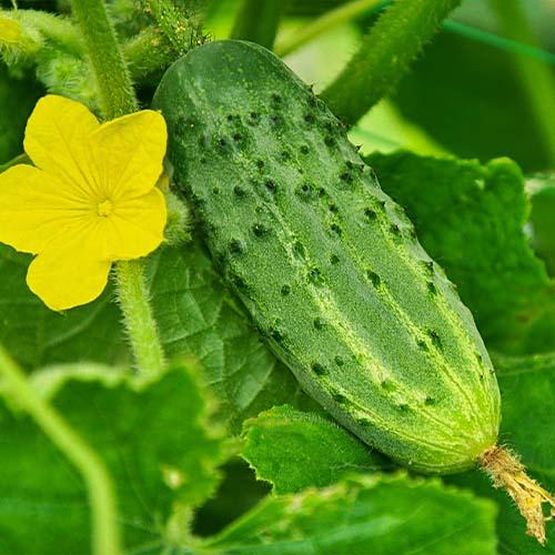 Семена Огірок Florium Бригадний F1 (14055)