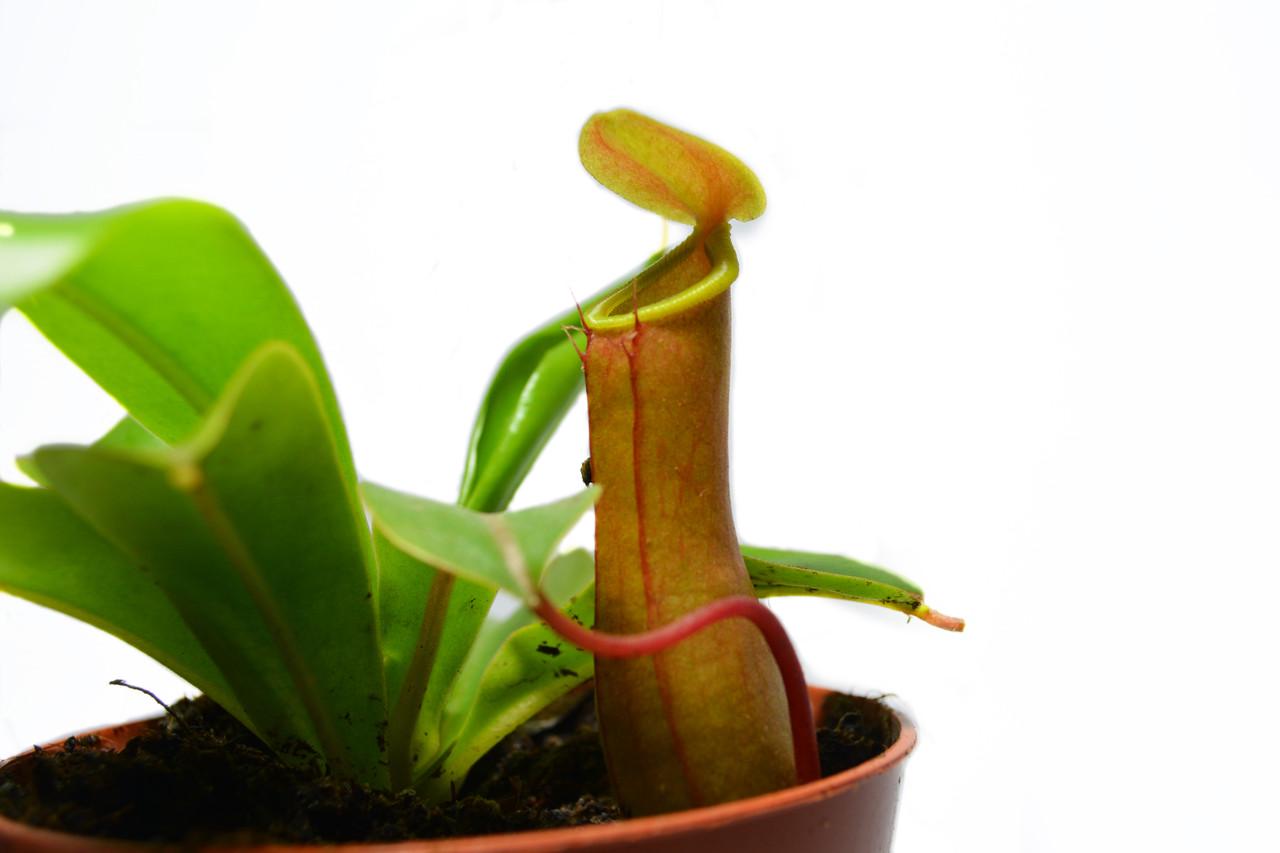 Растение хищник Непентес Салат AlienPlants Nepenthes Alata (SUN005CP) - фото 4