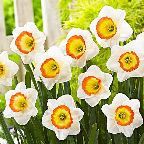 Нарцисс Florium Night Cap (17914) - фото 2