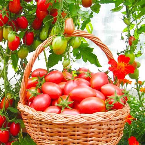 Семена Томат Florium Чіо-Чіо-Сан (13160)